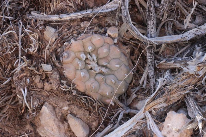 Lophophora williamsii