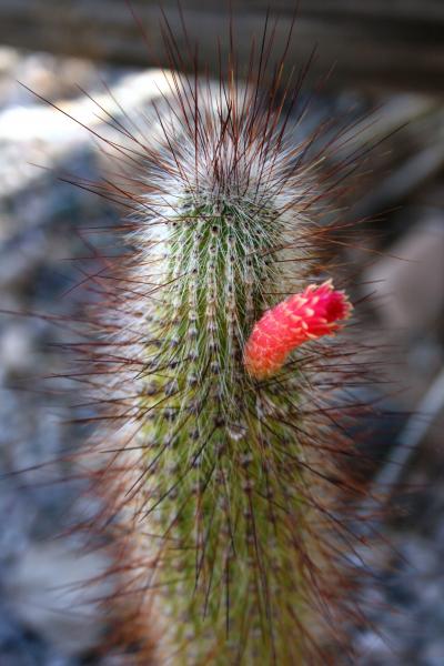Cleistocactus tupizensis (Chandler, AZ)