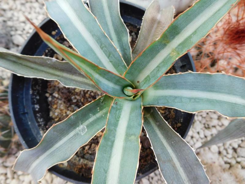 Agave lophantha