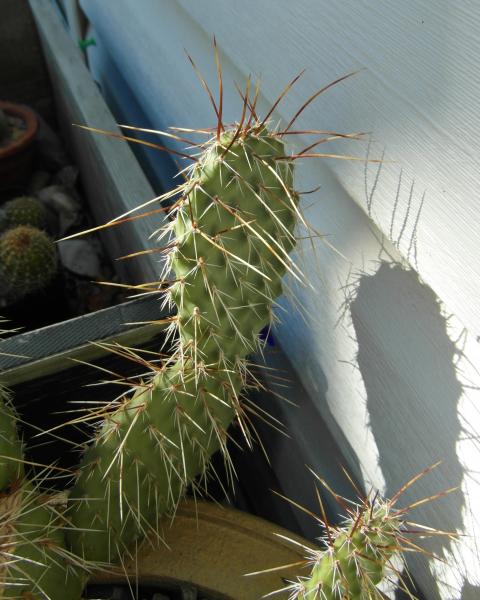 Opuntia potted