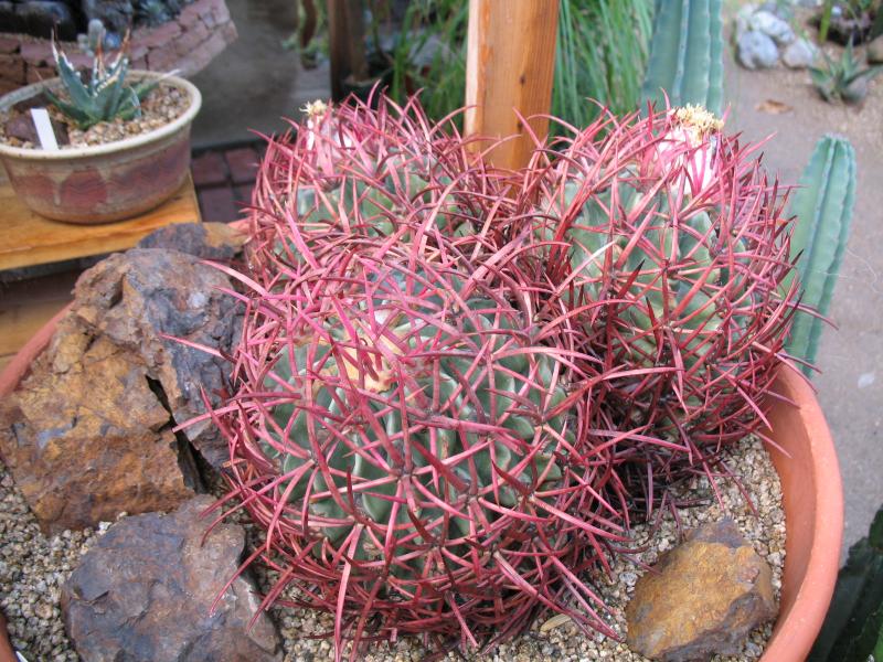 Echinocactus polycephalus