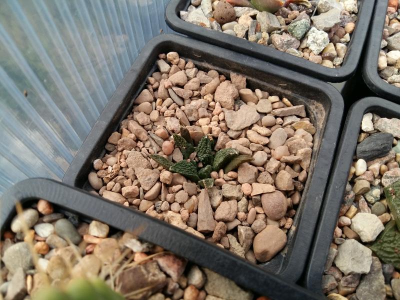 Ariocarpus hintonii