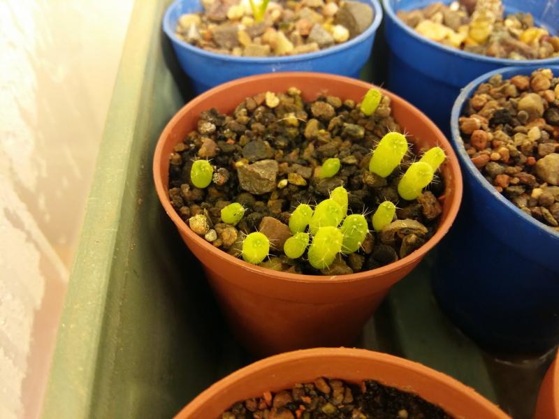 Gymnocalycium mesopotamicum(female) X baldianum