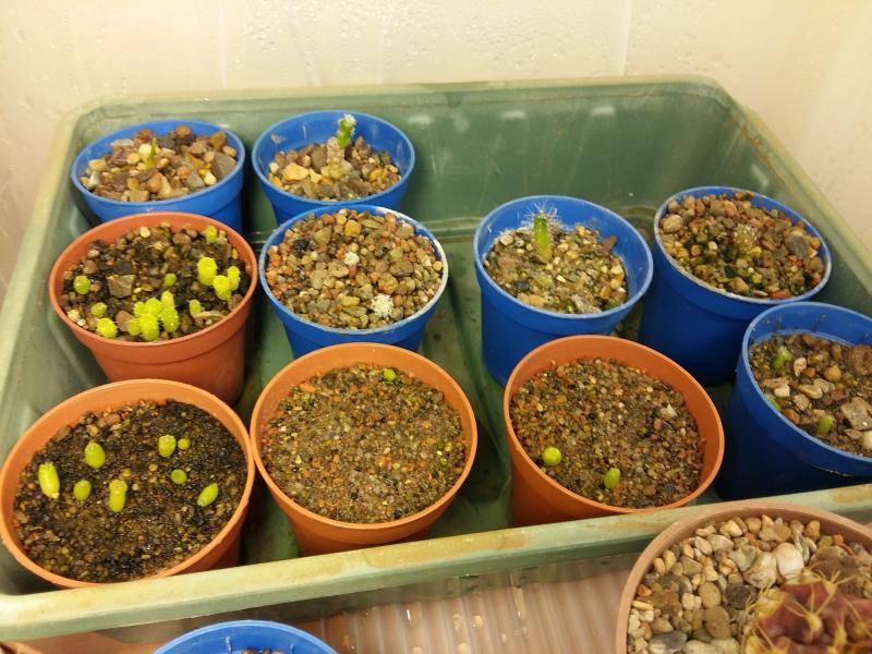 The rest of the seedlings in the light box. There is a turbinicarpus lophophoroides and unknown ariocarpus at the back.