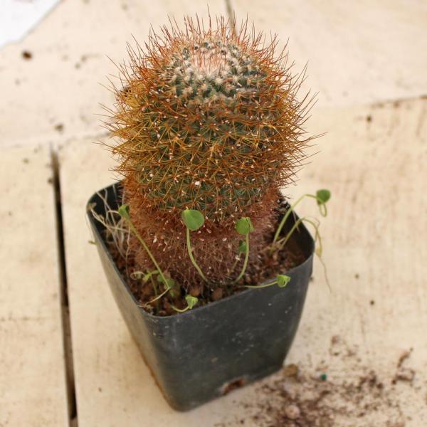 cactus-1.jpg