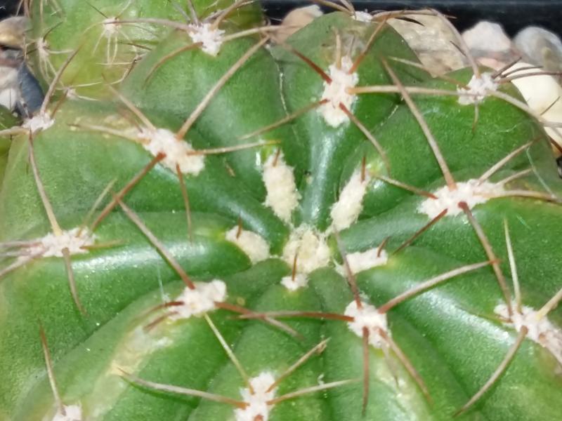 New spines and new areoles on my matucana poltzi