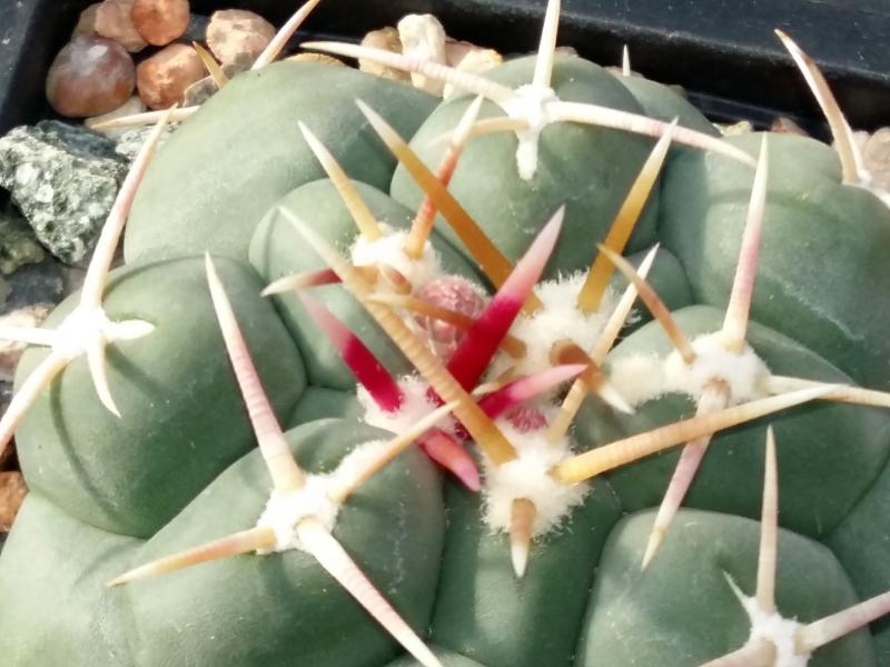 Thelocatus hexaedrophorus with buds and spines still growing.