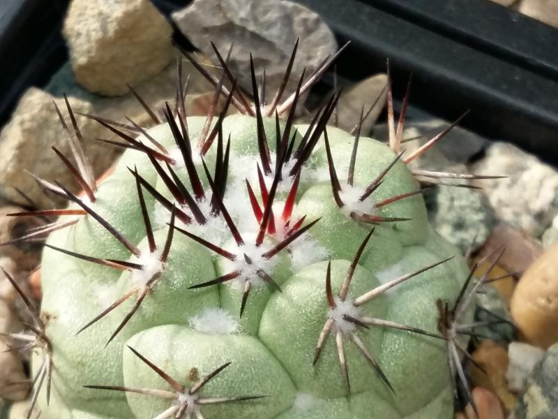 And last of all my ortegocatus macdougallii with new spines. This plant has impressed me most this year almost doubling in size by far the quickest grower I have.