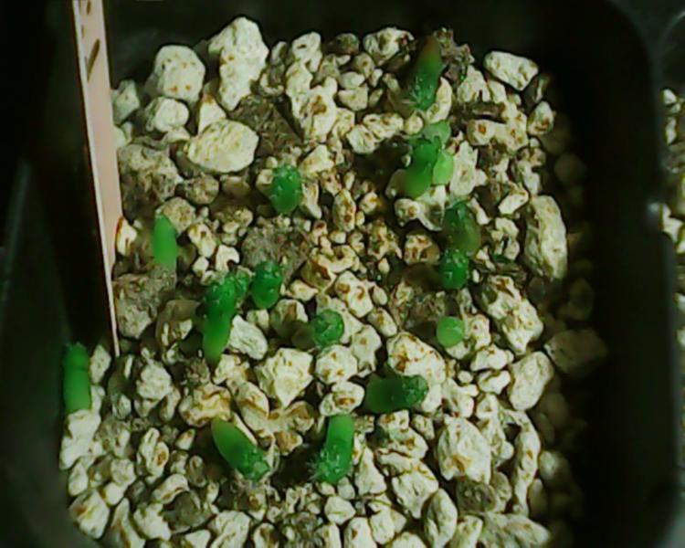 Echinocereus viridiflorus