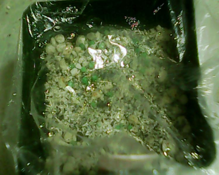 Strombocactus disciformis, hard to see but there's 20-some in there. Had a mishap after this, the pot got tipped on its side. not sure how many will survive this, appears many are buried...what to do?