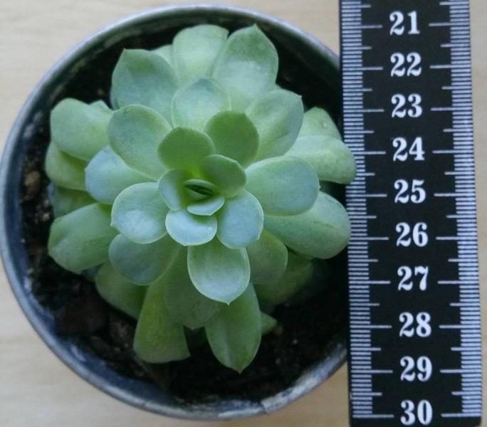 Succulent 1