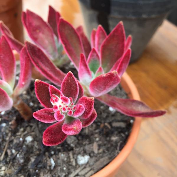 Red Furry Sedum?