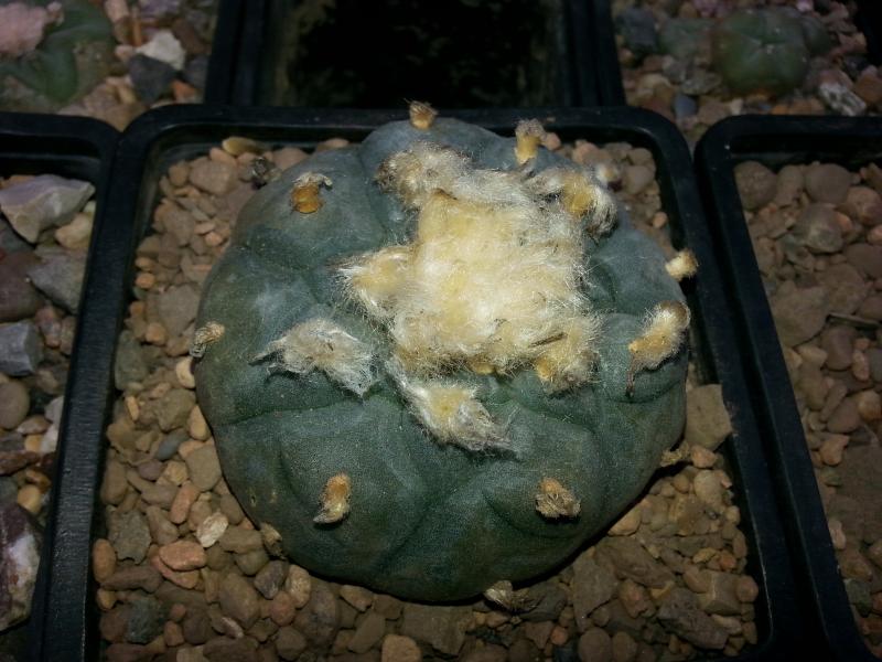 Lophophora williamsii