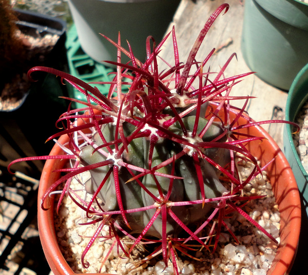 Ferocactus seedling. Maybe gracilis? The seed was from Baja.