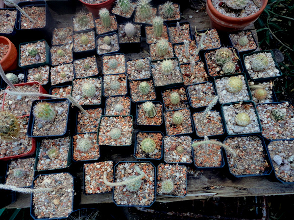 a group of two year olds. Lots of new growth on Grusonia pulchella.