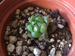 Succulent1.JPG