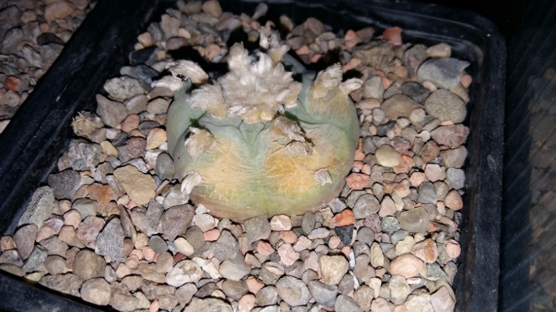 Lophophora williamsii