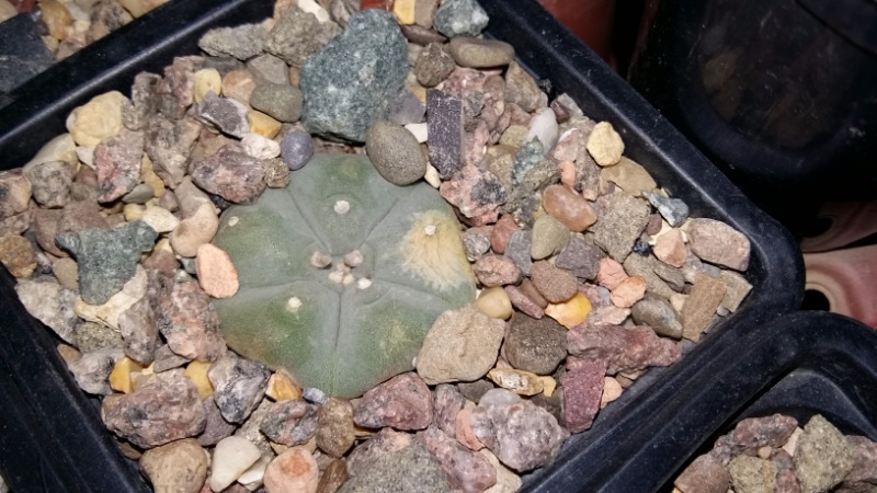 Lophophora williamsii