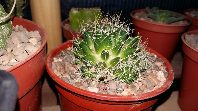 Mammillaria camptotricha