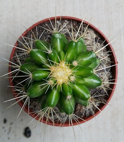 Echinocactus grusonii