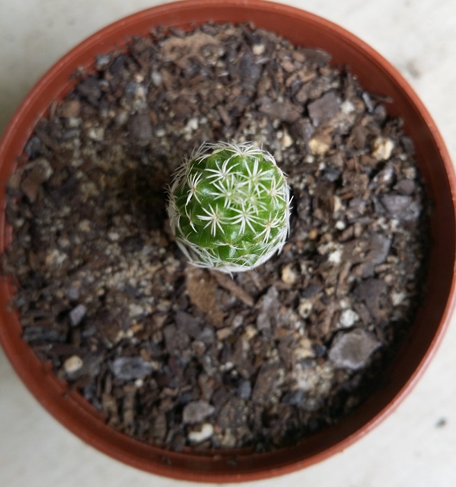 Mammillaria vetula subsp. gracilis