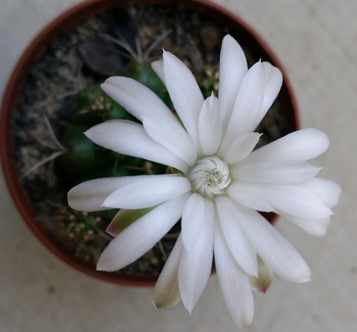 Gymnocalycium?