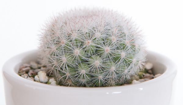 unknown_cactus-1.jpg