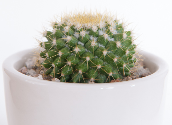 unknown_cactus-3.jpg