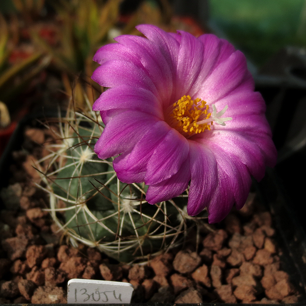 Turbinicarpus_horripilus_13054_20170124.jpg