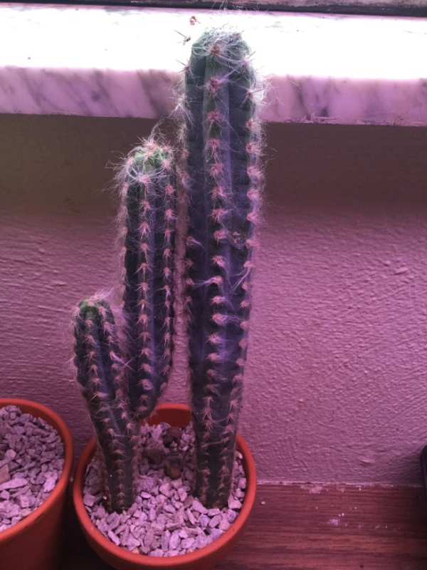 Pilosocereus glaucochrous