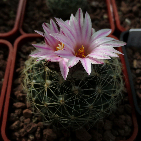 Turbinicarpus_saueri_nelissae_MZ626_13068_20170201.jpg