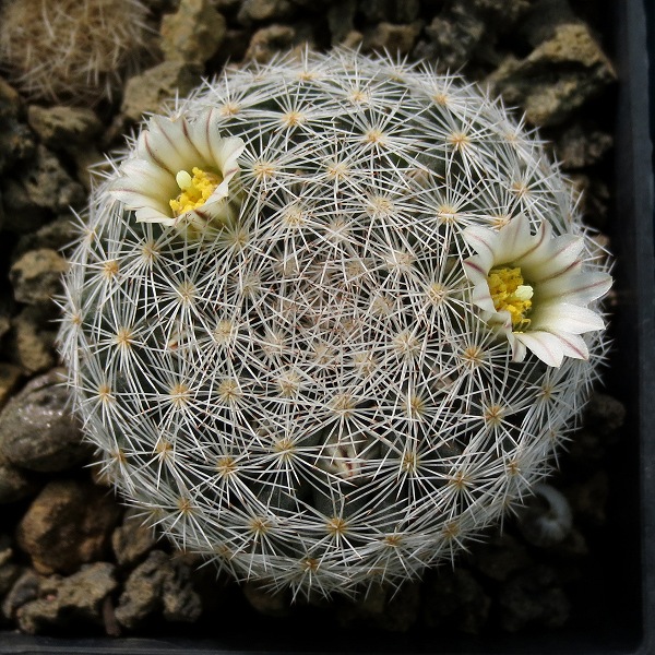 Mammillaria_wohlschlagerii_RS450_11118_20170201.jpg