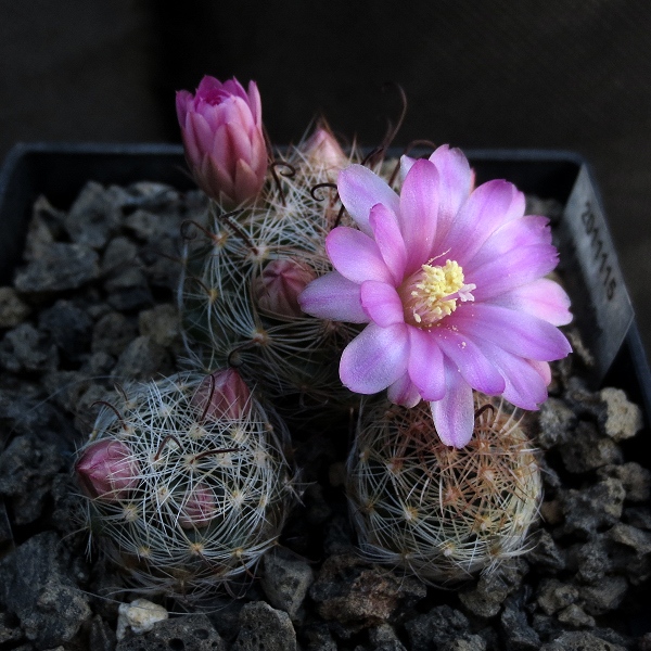 Mammillaria_stampferi_11115_20170208.jpg