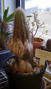 pilosocereus Purpureus