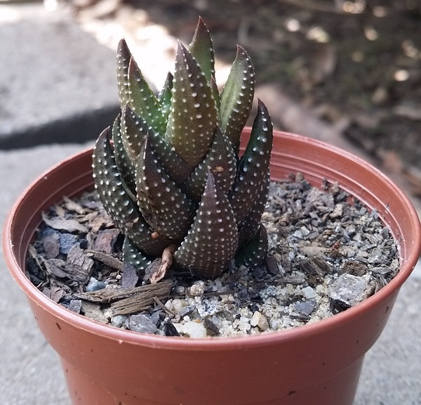 Haworthia?