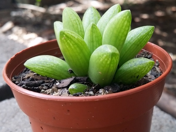 Haworthia?