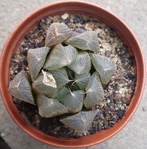 Haworthia? Sick?