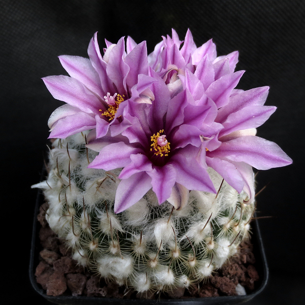 Turbinicarpus_saueri_septentrionalis_PP1363_09018_20170222.jpg