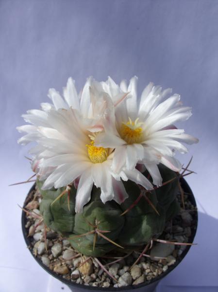 thelocactus hexaedrophorus 070512.JPG