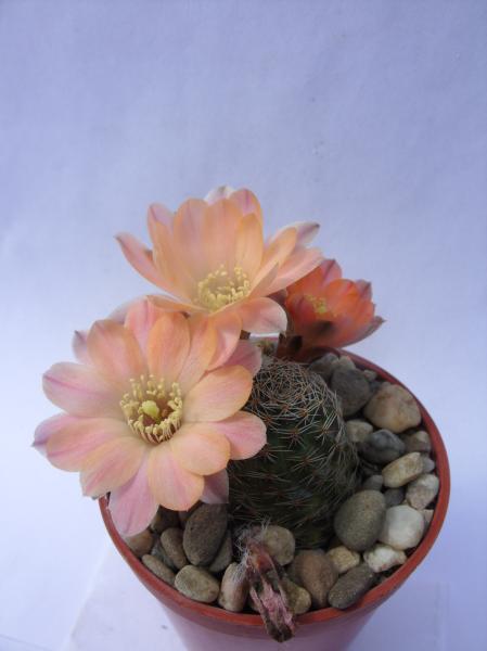 rebutia pygmaea ssp. haagei WR507 070512.JPG