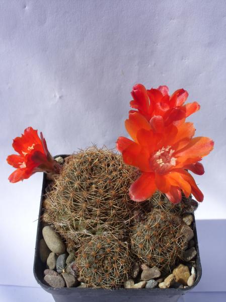 rebutia brunescens 020512.JPG