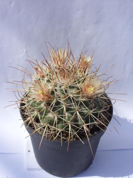 mammillaria wagneriana 020512.JPG