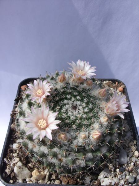 mammillaria sempervivi 070512.JPG