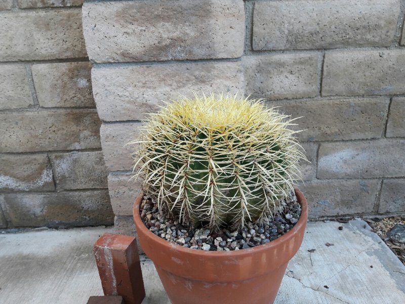 Echinocactus grusonii