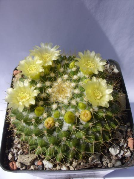 mammillaria marksiana 070512.JPG