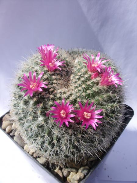 mammillaria hahniana fa. cristata 070512.JPG