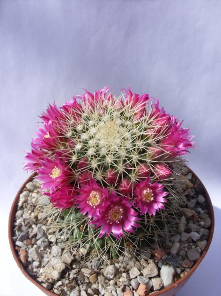 mammillaria backebergii ssp. ernestii 070512.JPG