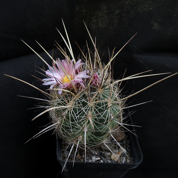 Thelocactus_lausseri_09205_20170228b.jpg