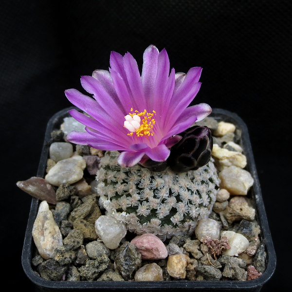 Turbinicarpus_valdezianus_SB1468_09063_20170228.jpg