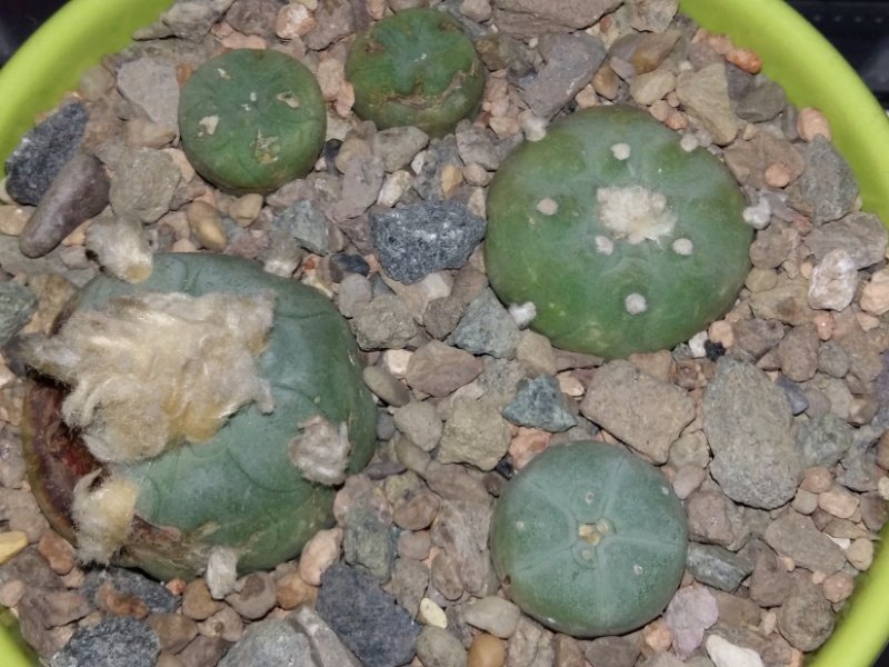 Lophophora diffusa